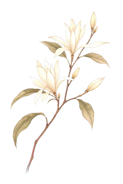 花笺插画